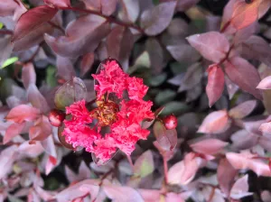 Assorted Pack of Crepe Myrtle