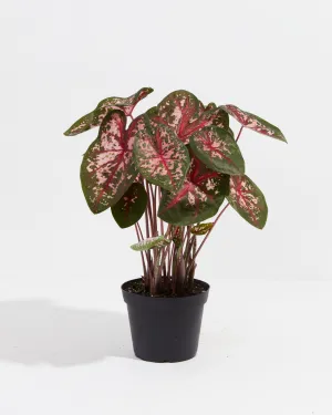 Carolyn Whorton Lipstick Pink Premium Caladium Bulbs