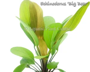 Echinodorus 'Big Bear'