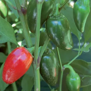 Pepper, Jalapeno Traveler Strain Seeds